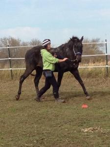 working horse from gound