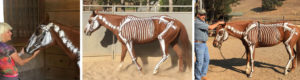Masterson Method Sandy Vreeburg CA